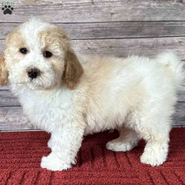 Jupiter, Mini Bernedoodle Puppy